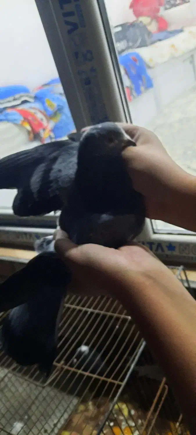 کفتر یجایی|پرنده|مشکین‌دشت, |دیوار