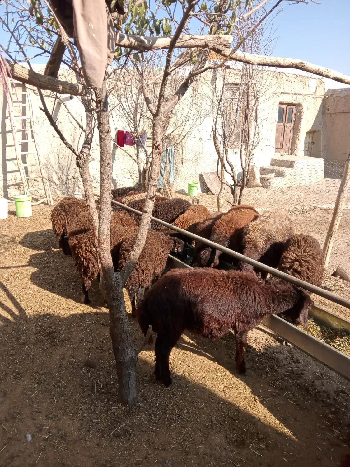 گوسفند، بره قزل افشار نر وماده|حیوانات مزرعه|سراب, |دیوار