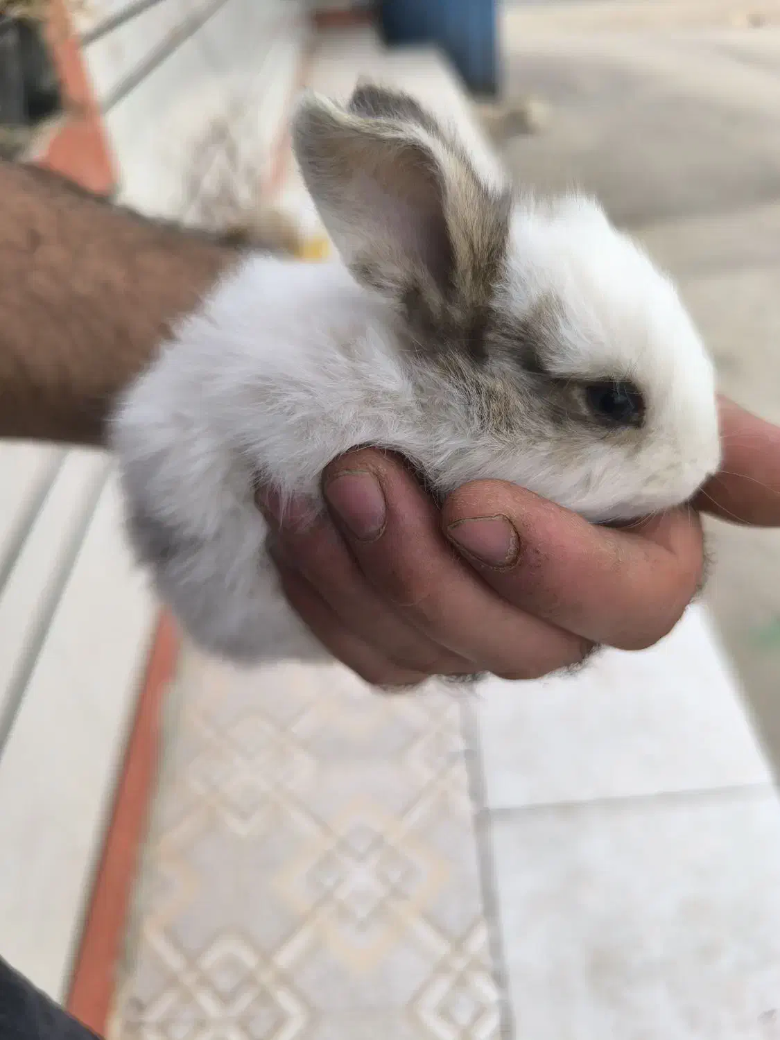 خرگوش|موش و خرگوش|شوشتر, |دیوار