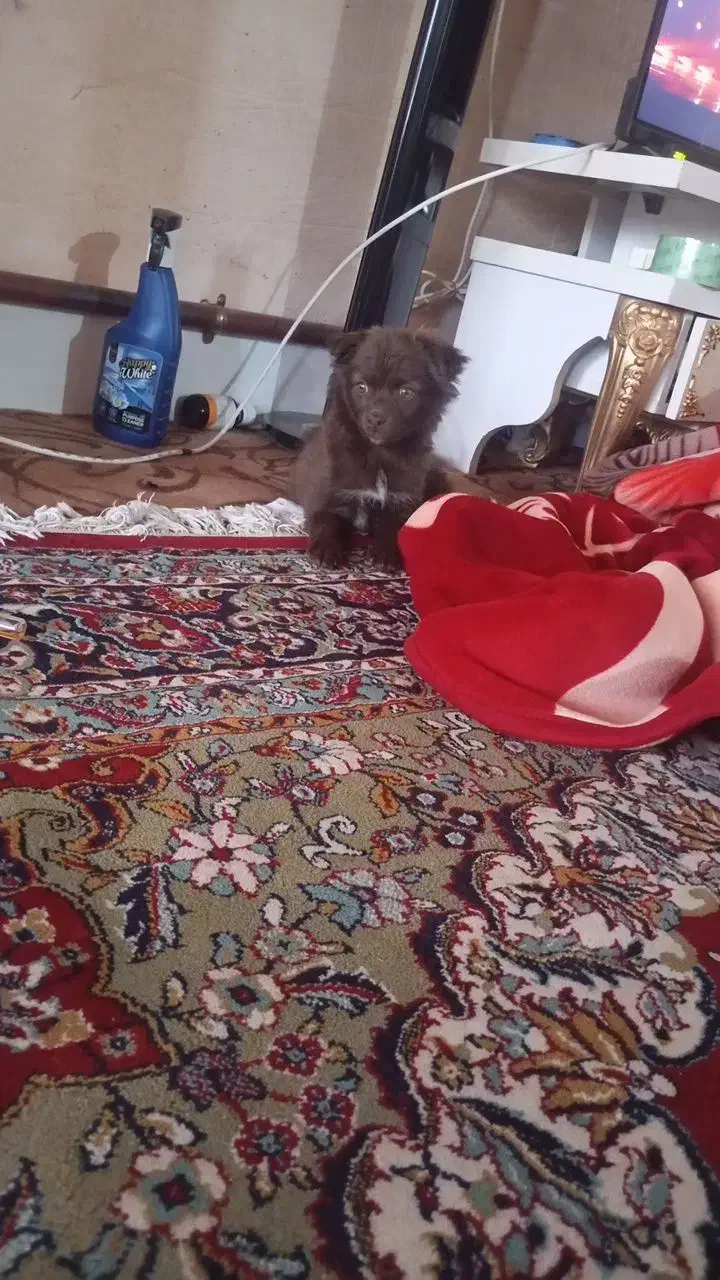 سگ پاکوتاه|سگ|مراغه, |دیوار