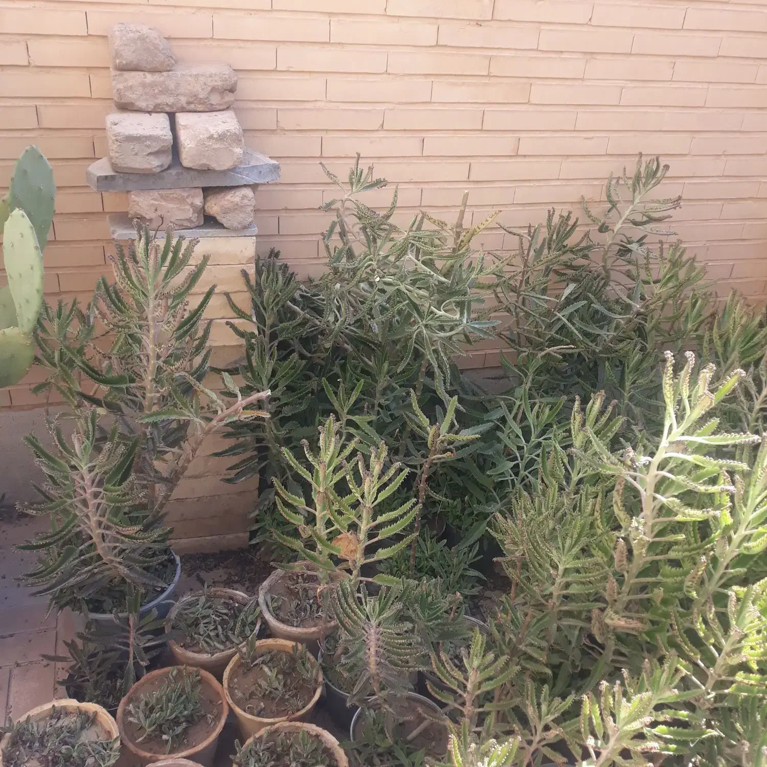 گل اشک تمساح|گل و گیاه طبیعی|تهران, جوادیه تهرانپارس|دیوار