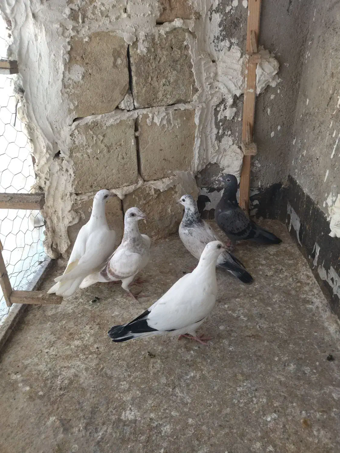 کبوتربجنورد|حیوانات|مشهد, شهید فرامرز عباسی|دیوار