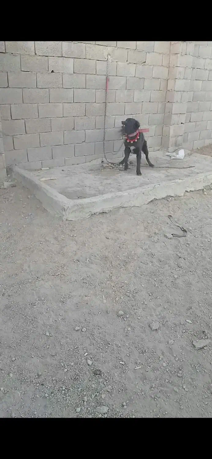 سگ ادمی|سگ|فلاورجان, |دیوار