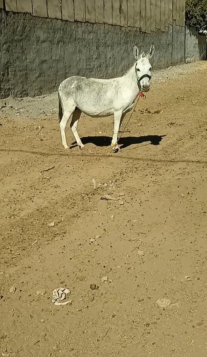 الاغ|حیوانات مزرعه|الشتر, |دیوار