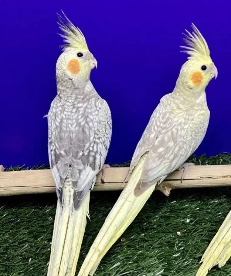 عروس هلندی ۲ عدد|پرنده|یزد, |دیوار