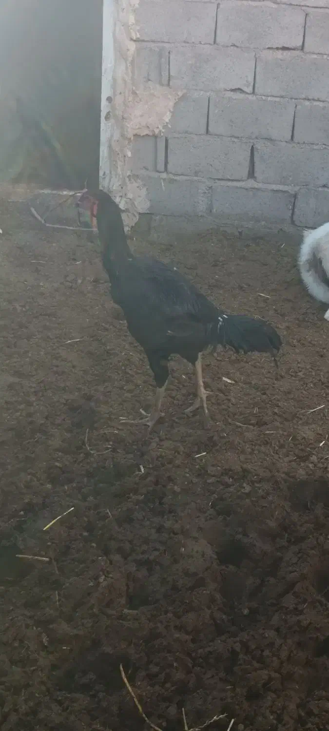 جوجه خروس سیاه|حیوانات مزرعه|پائین جام, |دیوار