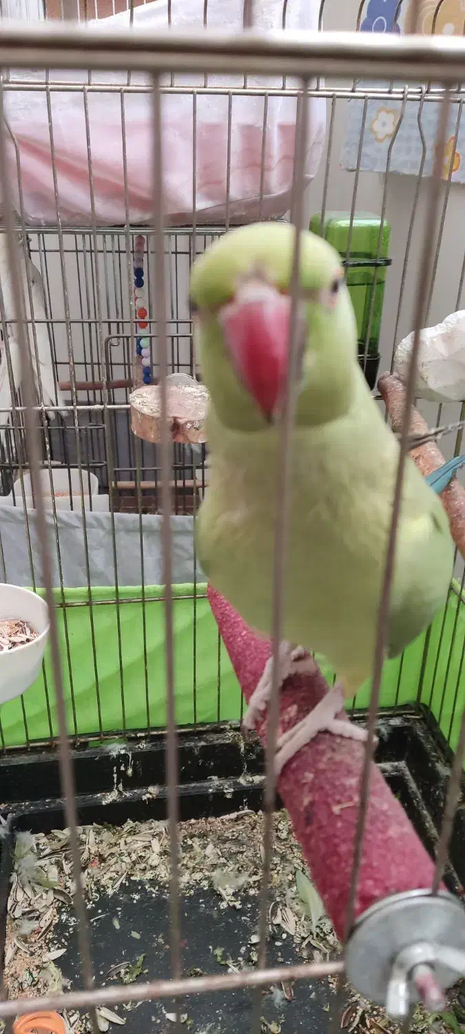 طوطی ملنگو|پرنده|تهران, جنت‌آباد مرکزی|دیوار