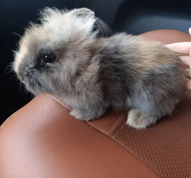 خرگوش لوپی|موش و خرگوش|سبزوار, امام خمینی (ناوی)|دیوار