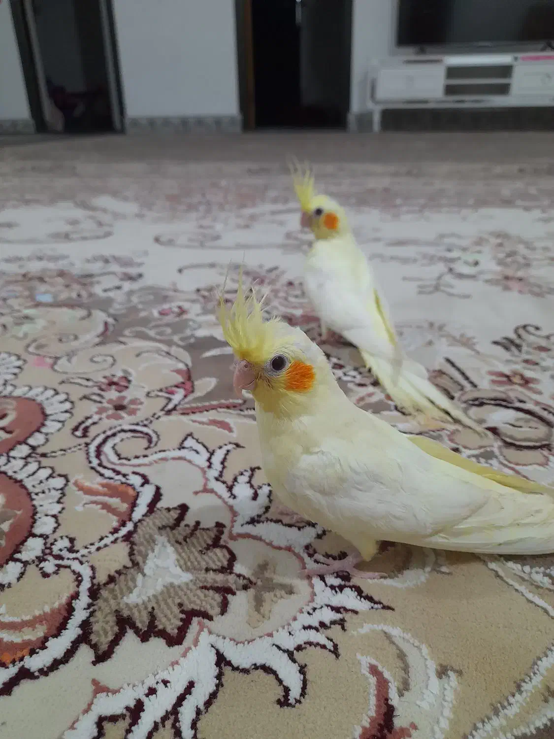 عروس هلندی|پرنده|خان ببین, |دیوار