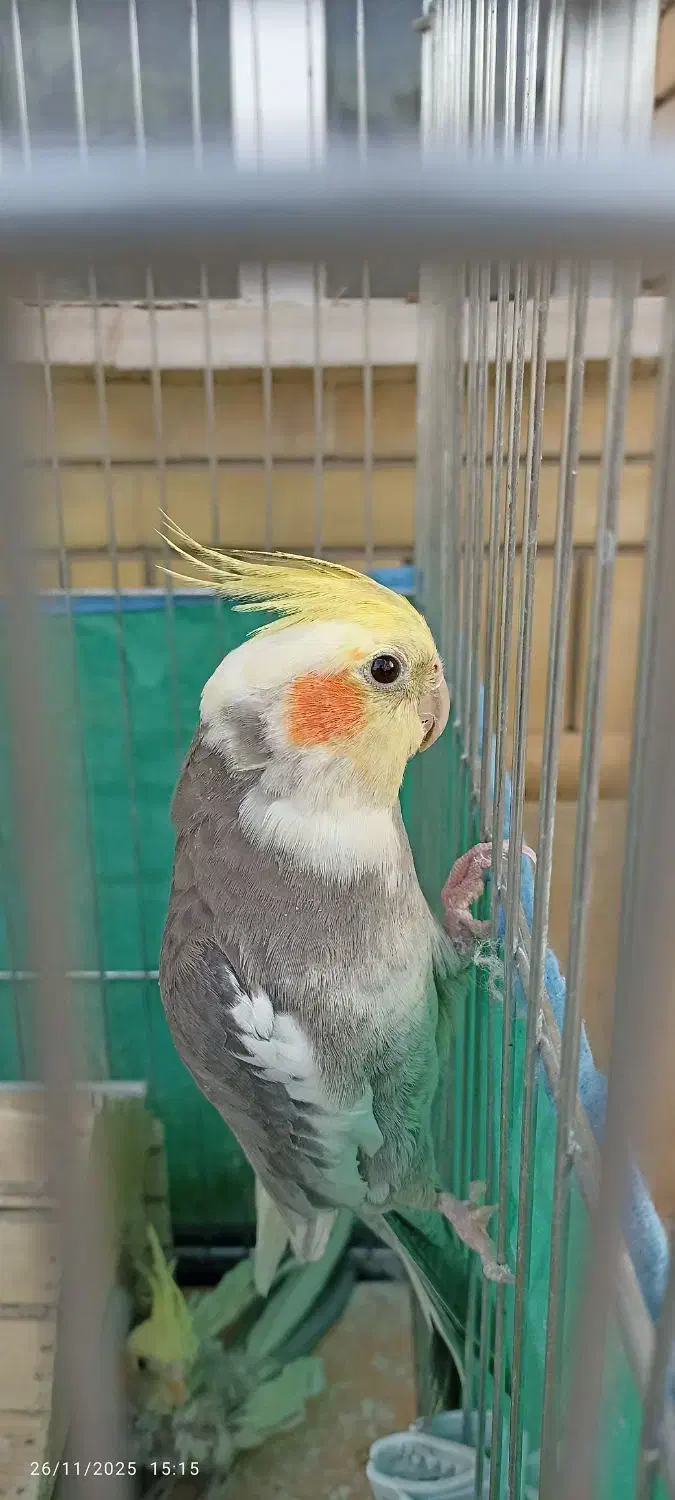 یک جفت عروس هلندی جوان نر و ماده و یک جفت مولد|پرنده|شیراز, شهرک گلستان|دیوار