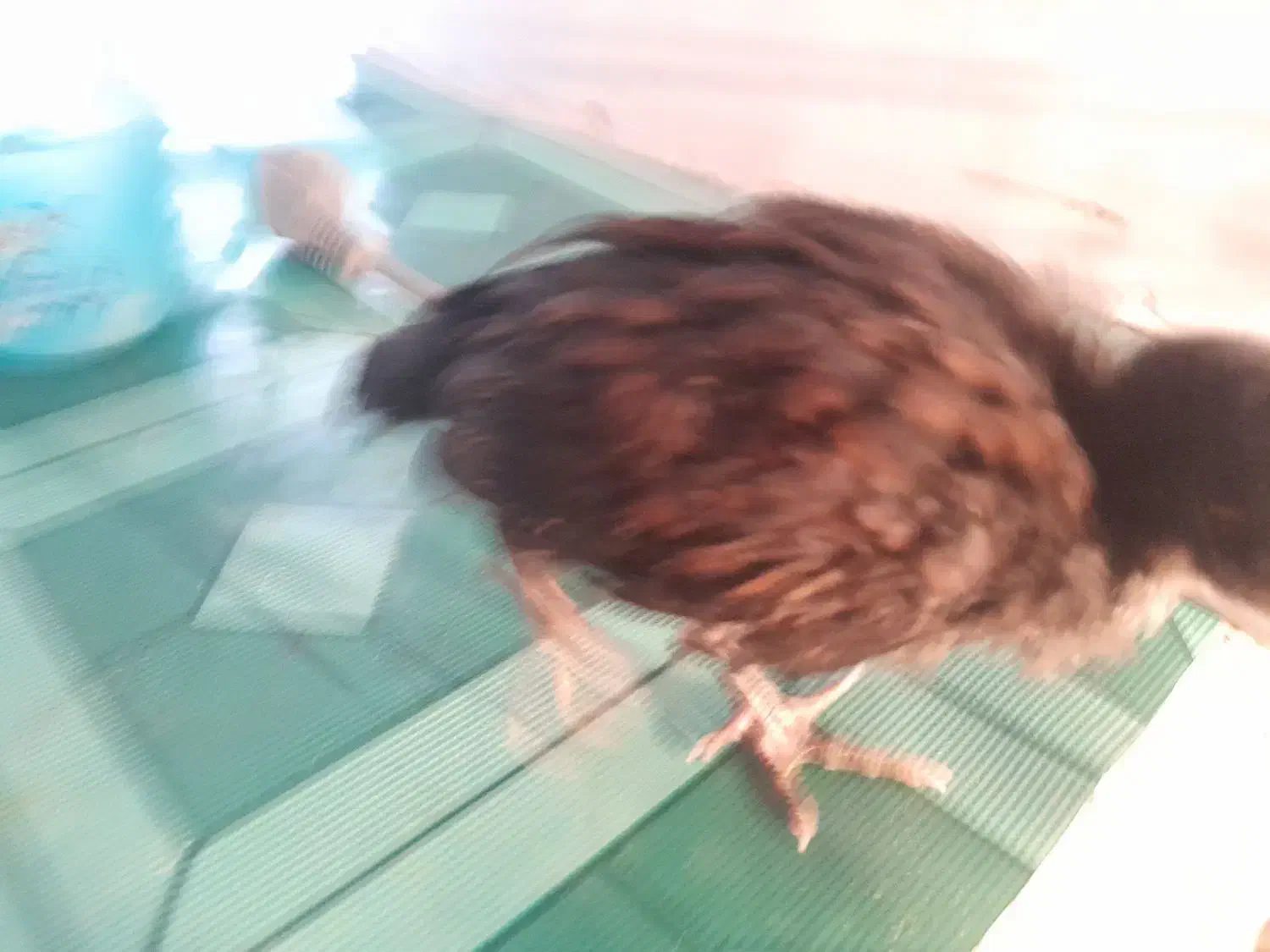 جوجه|حیوانات مزرعه|مرند, |دیوار