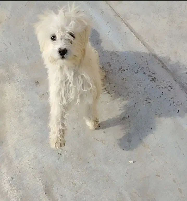 سگ پاپی|سگ|نجف‌آباد, گلدشت|دیوار