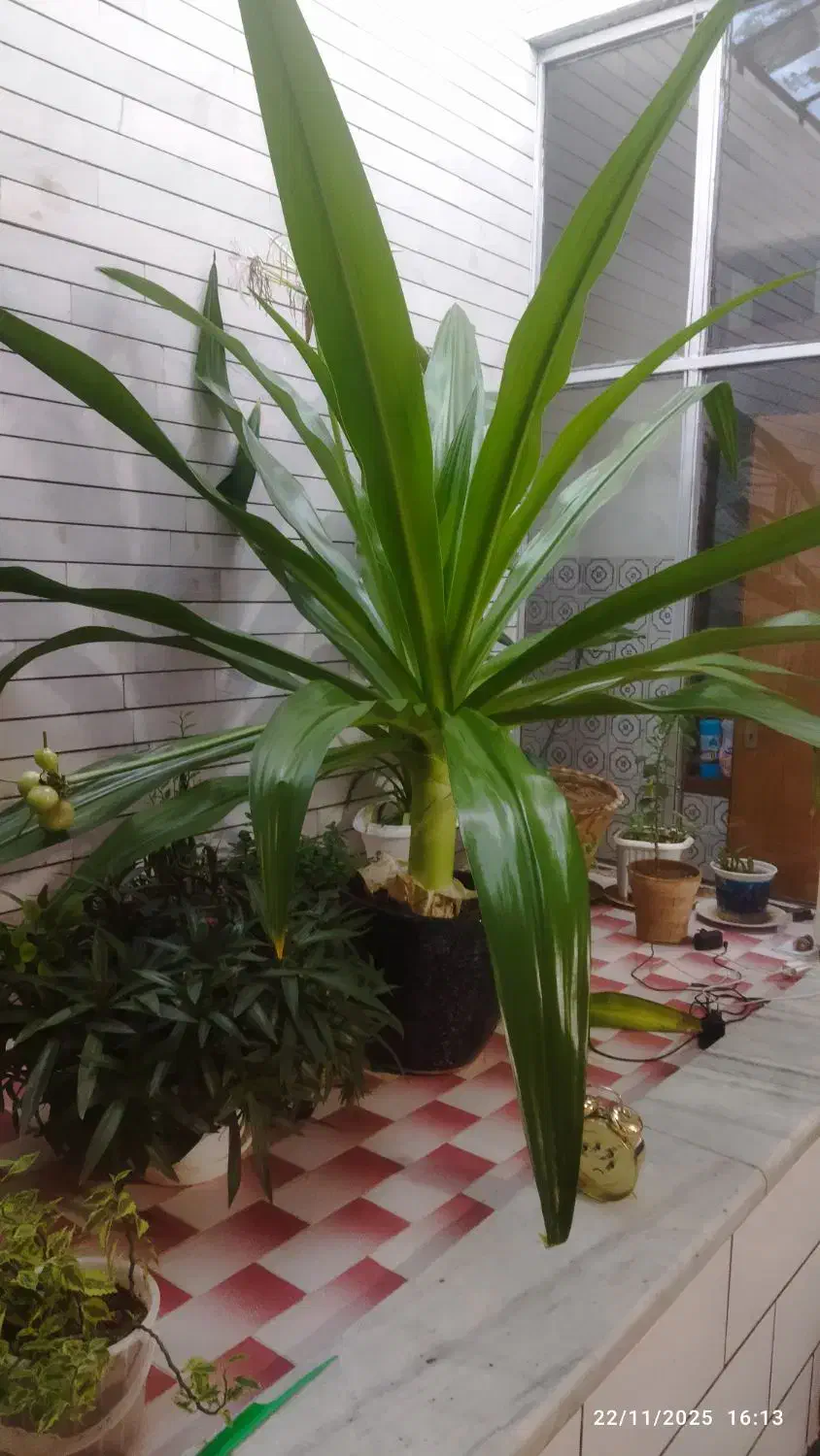 گل ذرتی زیبا،وسبز|گل و گیاه طبیعی|اقلید, |دیوار