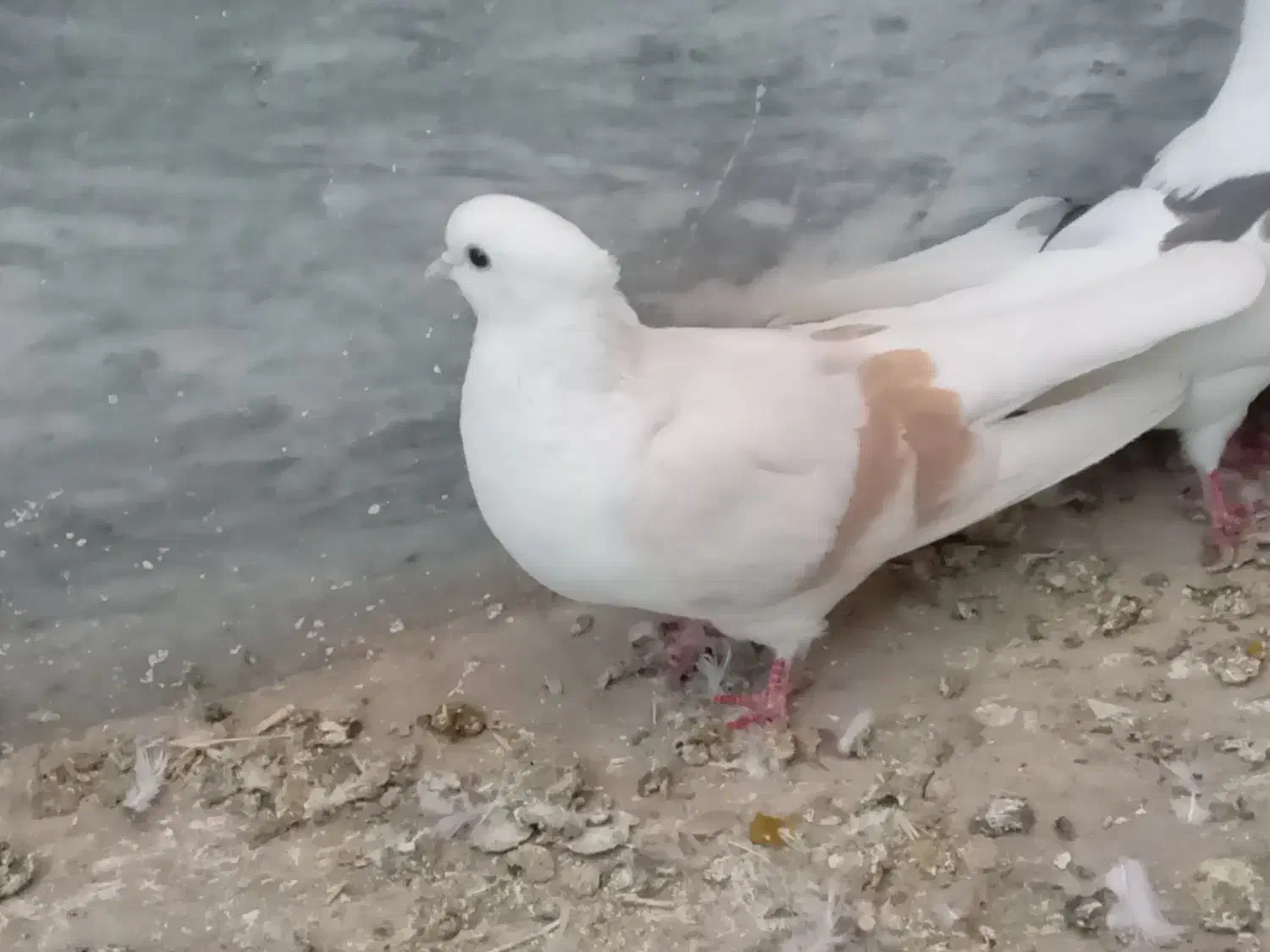 کبوتر|پرنده|سیلاخور, |دیوار