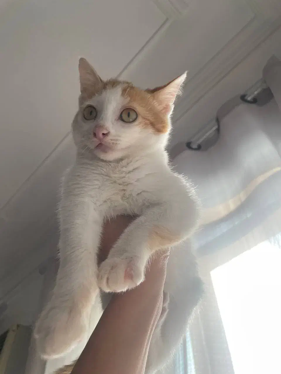 واگذاری گربه|گربه|رشت, دیلمان|دیوار