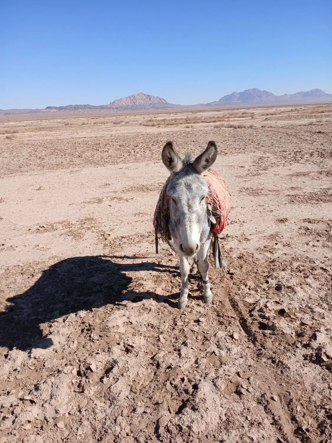 الاغ جوان گله ای|حیوانات مزرعه|نیمبلوک, |دیوار