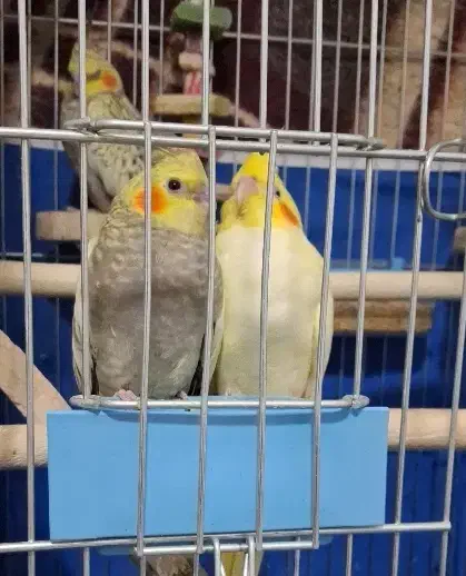 جوجه عروس هلندی ۴۰ روزه|پرنده|اصفهان, شمس آباد|دیوار