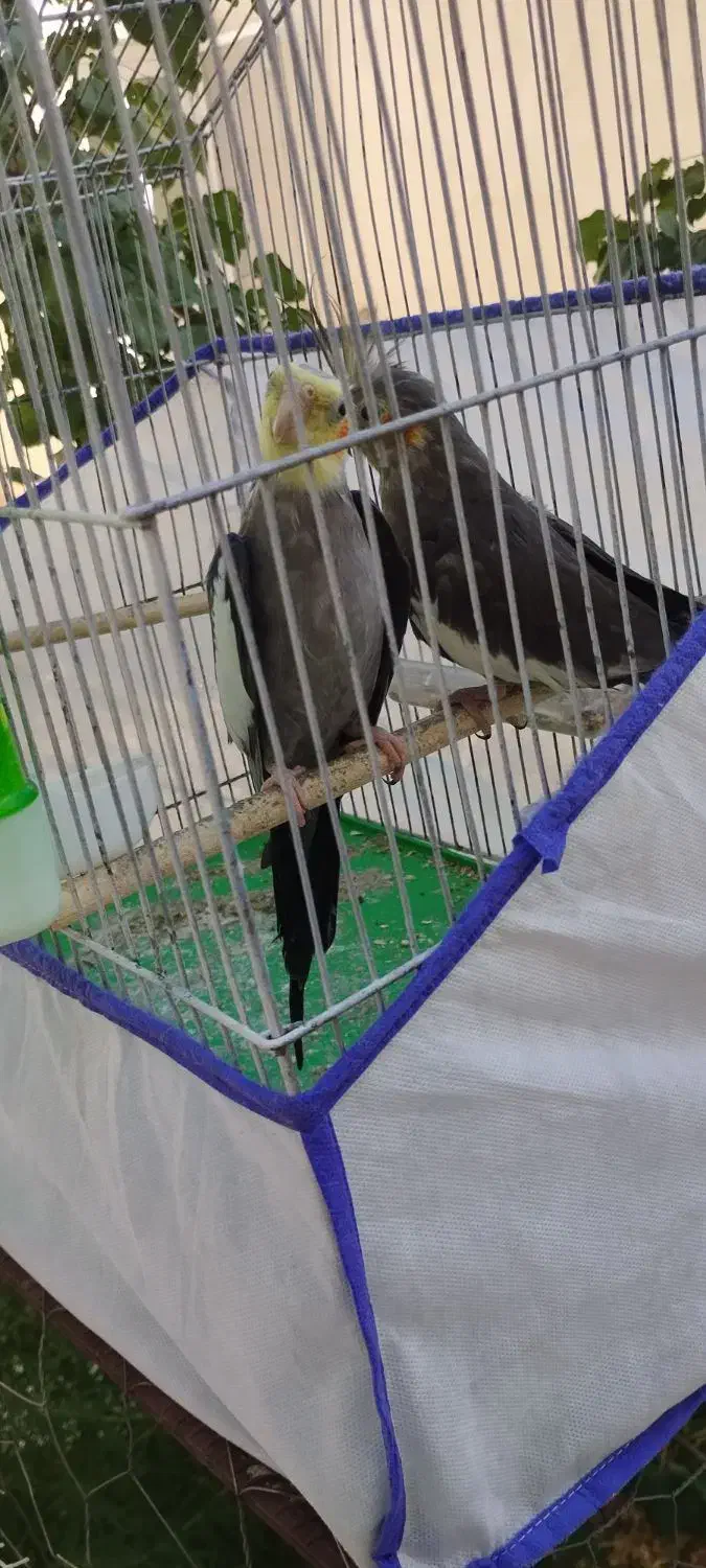 یک جفت عروس هلندی جفت خورده مولد|پرنده|قروه, |دیوار