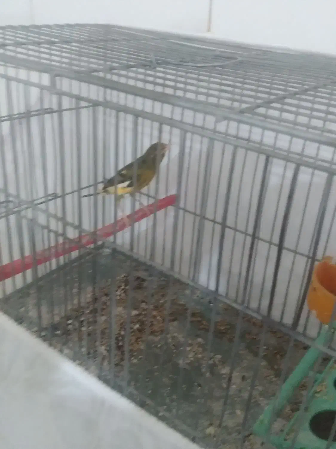 قناری|پرنده|مبارکه, |دیوار