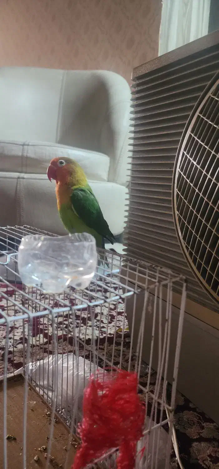 طوطی برزیلی|پرنده|مشهد, سراب|دیوار