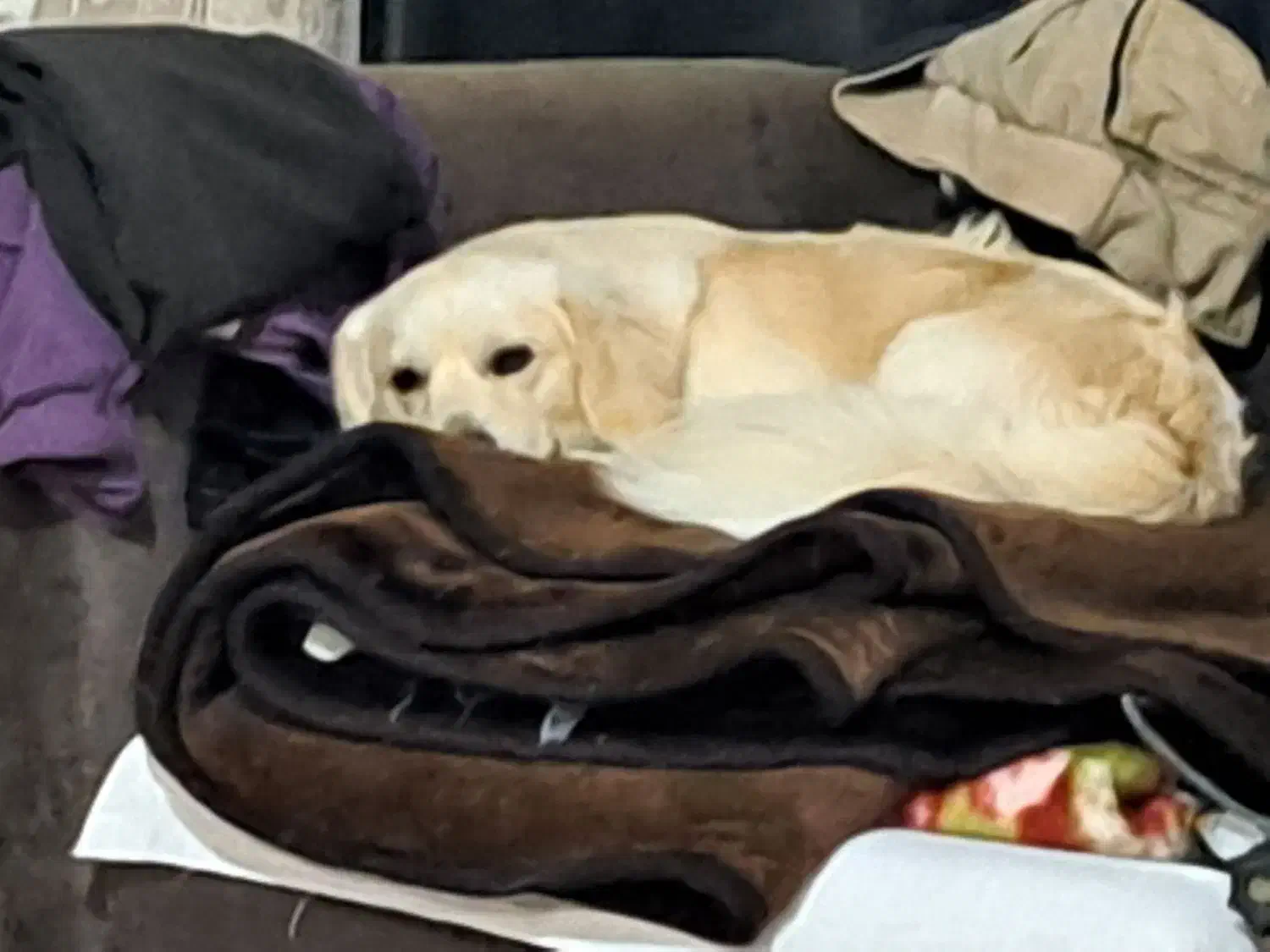 سگ دزدیده شده|حیوانات|بندر انزلی, نیمه شعبان|دیوار