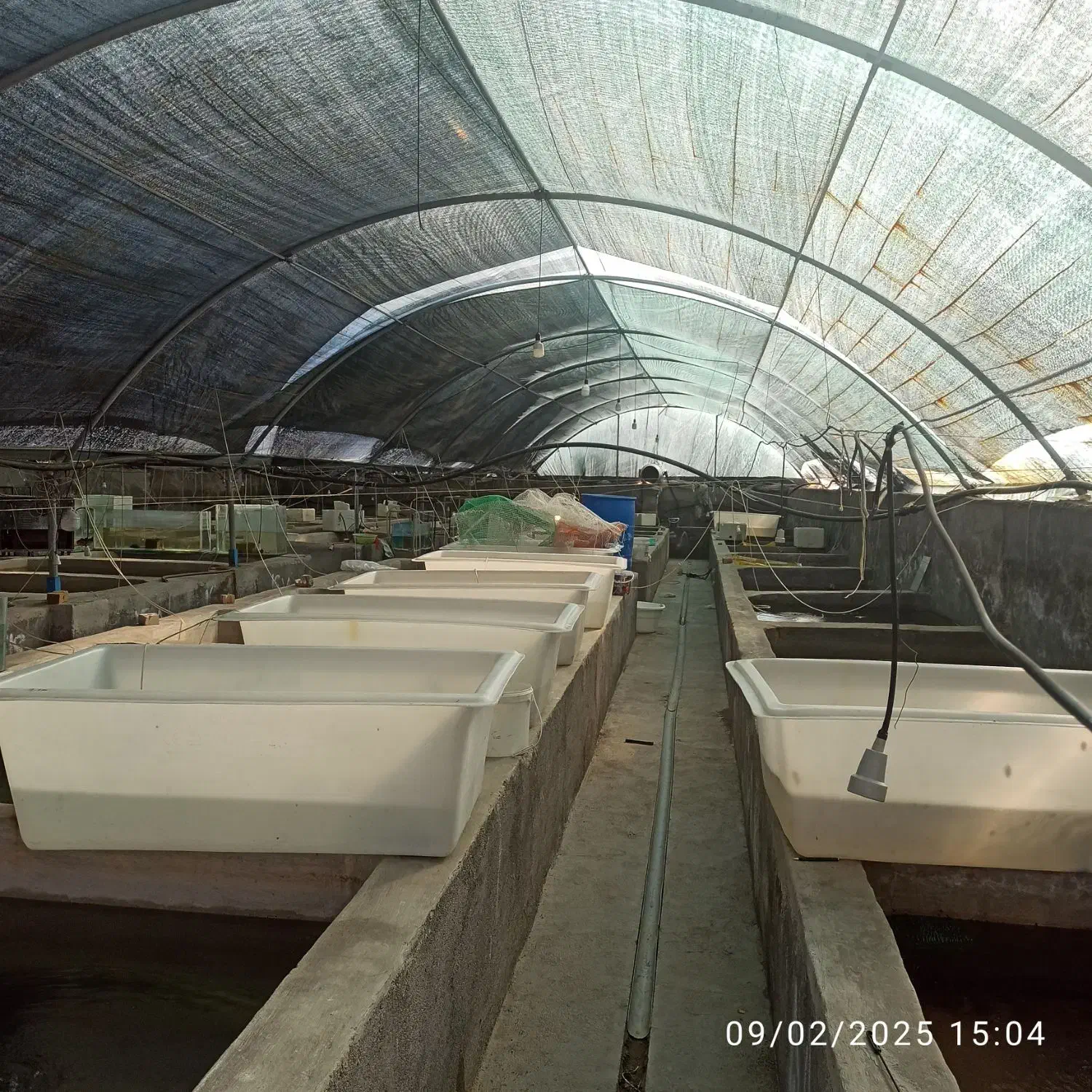 خرید آنلاین ماهی زینتی برکه گلبهار ارسال رایگان|ماهی|گلبهار, شهر جدید گلبهار|دیوار