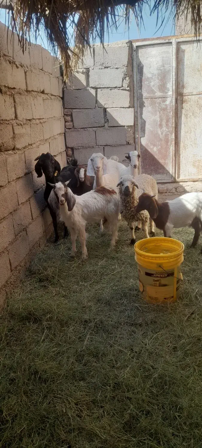 گوسفند|حیوانات مزرعه|نرماشیر, |دیوار