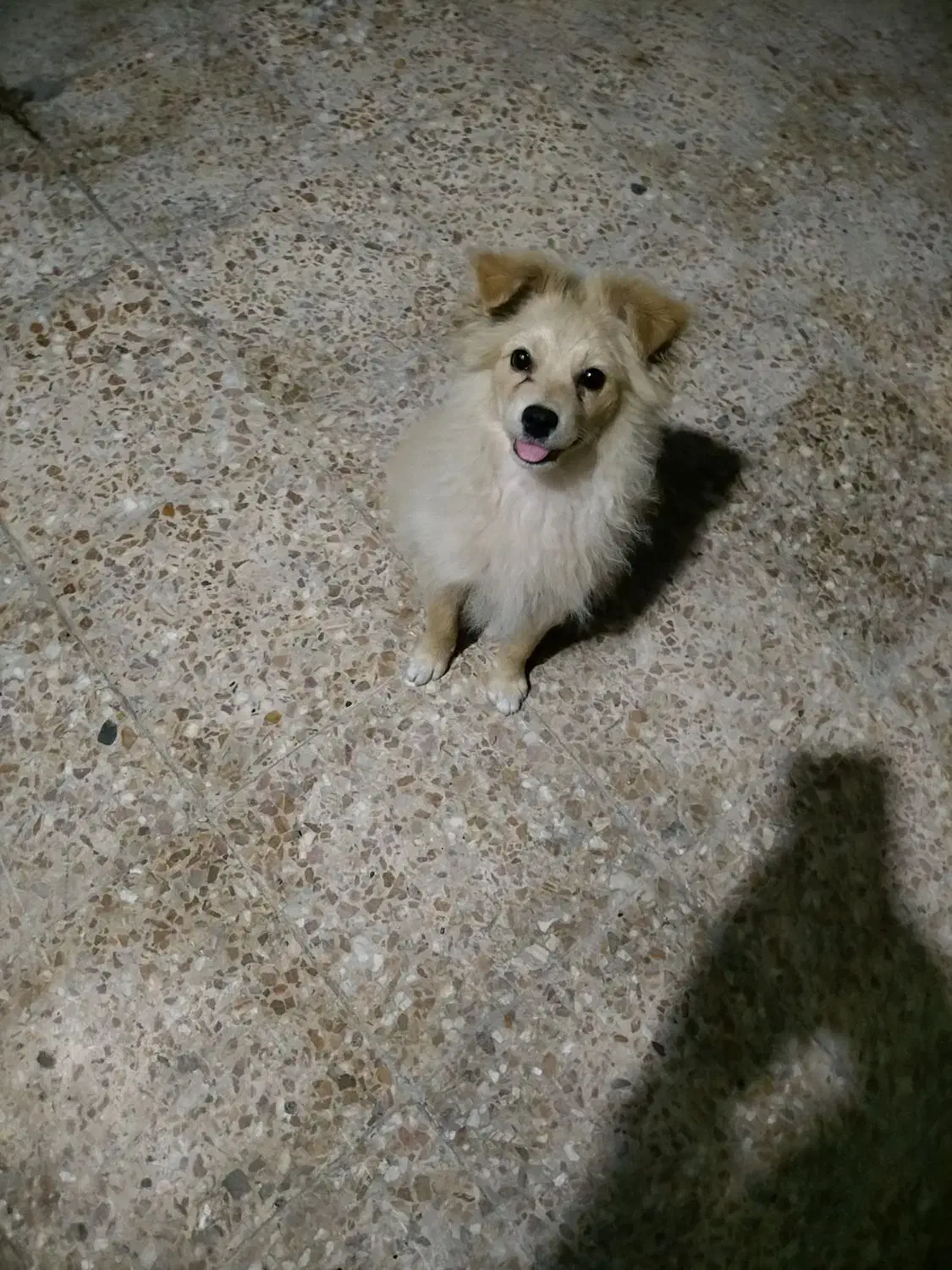 سگ پامر|سگ|بندر ماهشهر, |دیوار