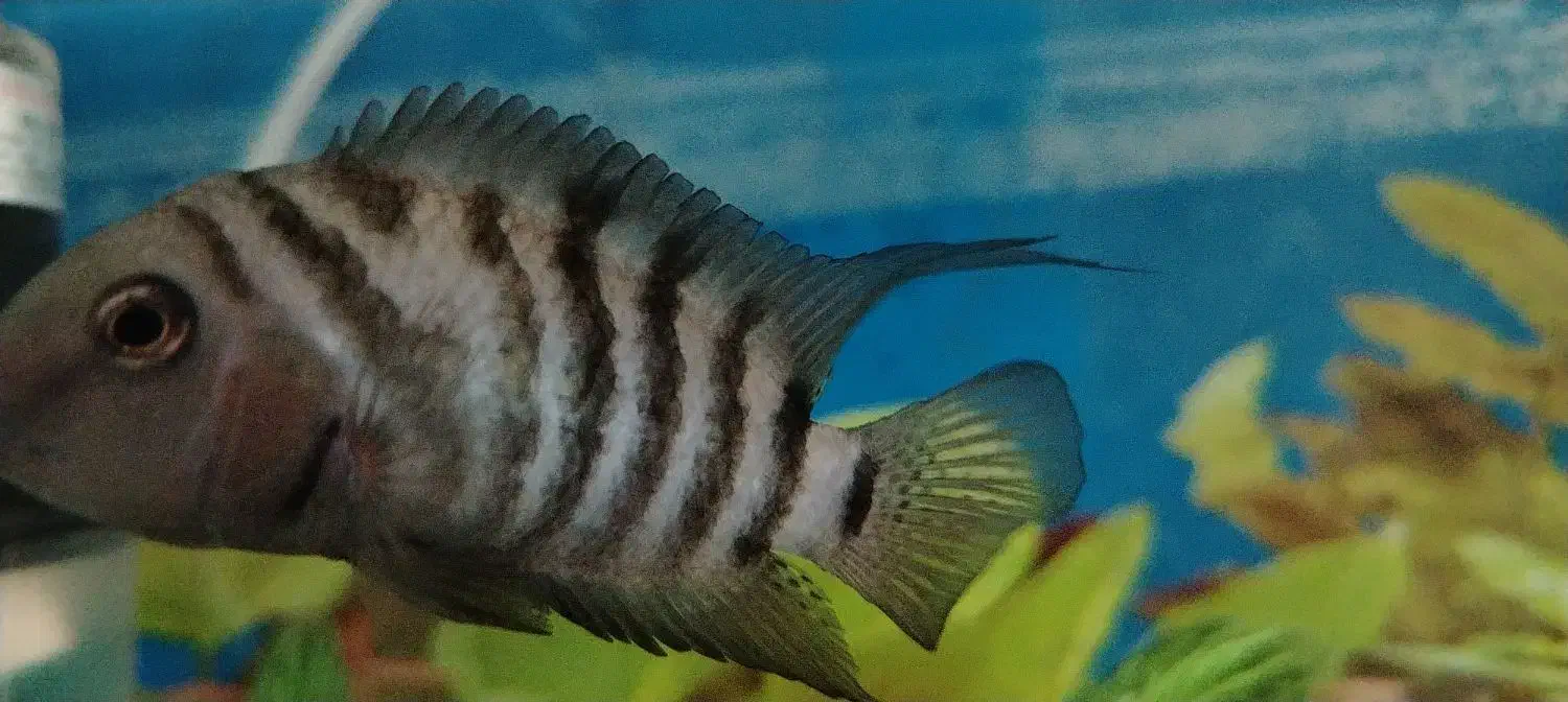 سیچیلاد گوره خری مولد نر کشیده معاوضه با...|ماهی|ماهدشت, |دیوار