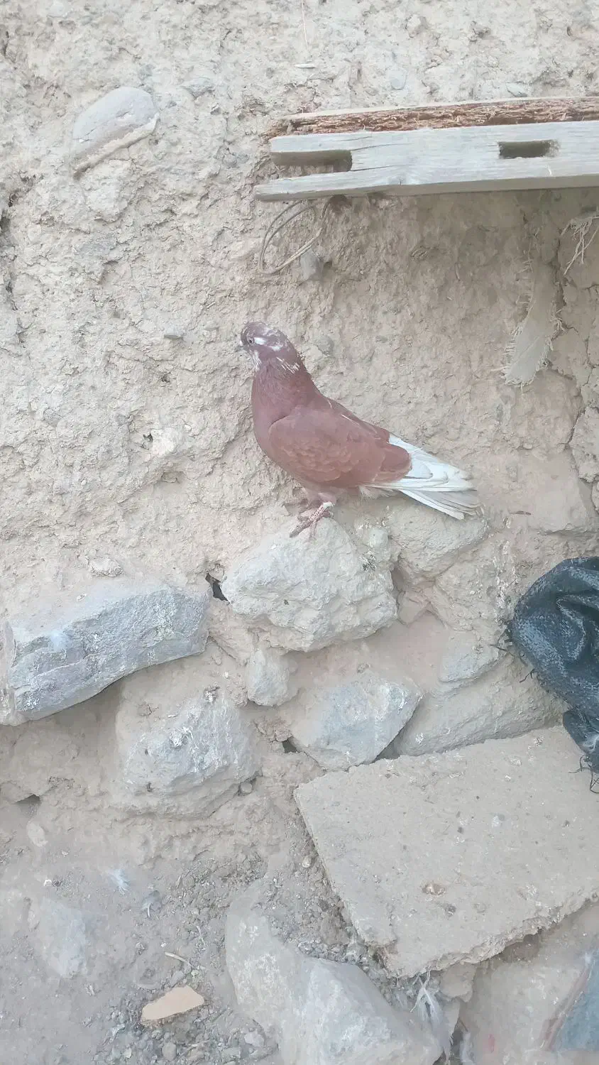 کبوترصید شده|پرنده|اردبیل, |دیوار