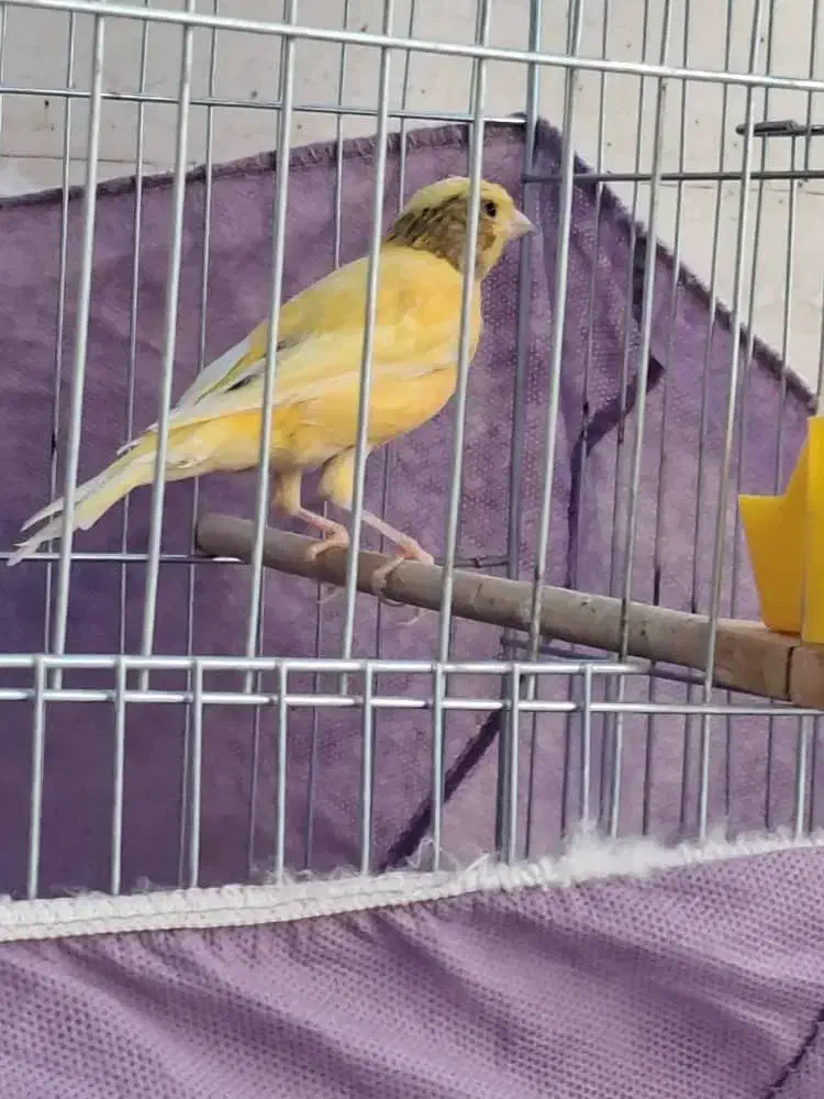 قناری جوان|پرنده|شوش, |دیوار