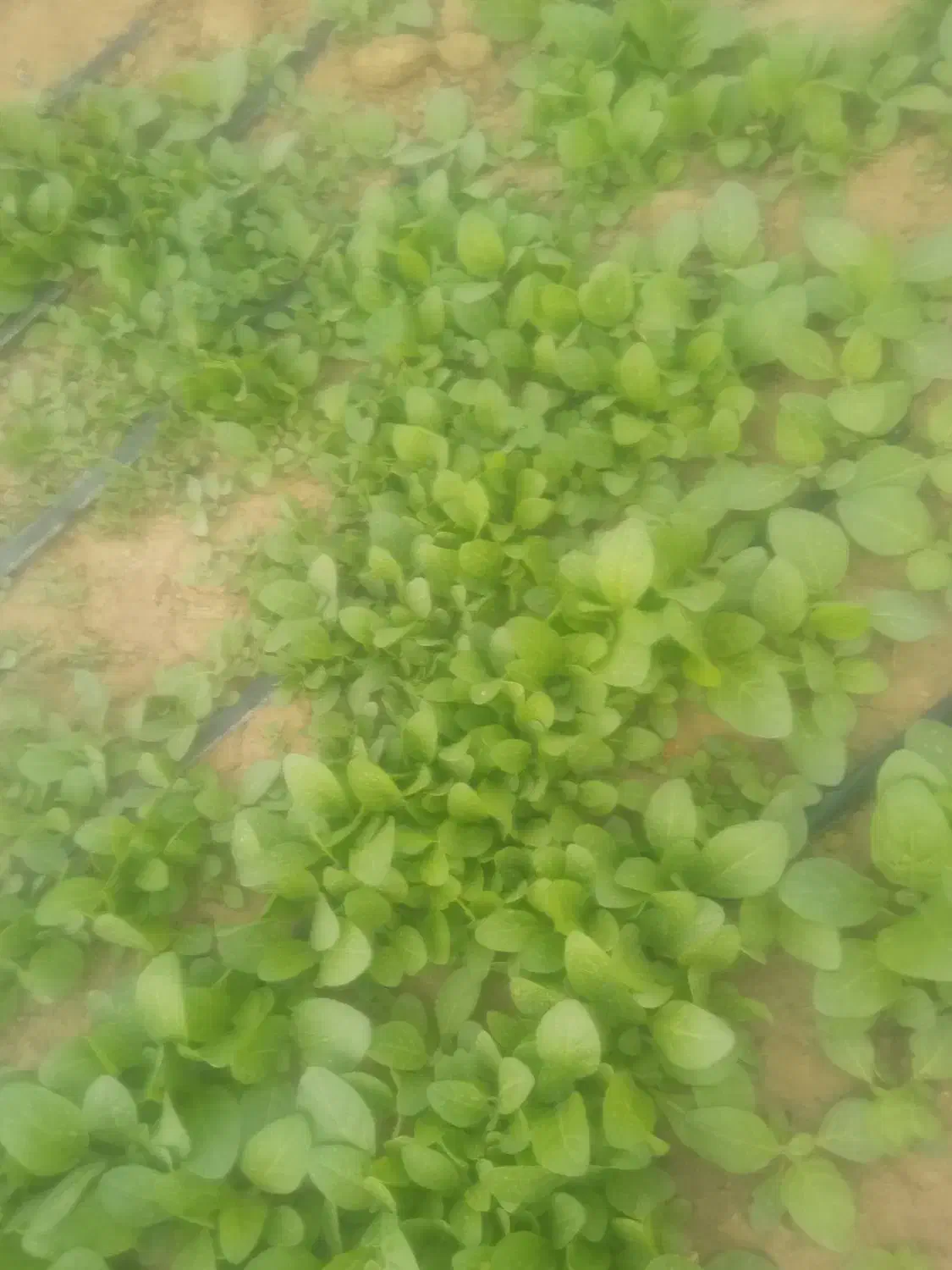 نشا برگ زرد|گل و گیاه طبیعی|کاکی, |دیوار