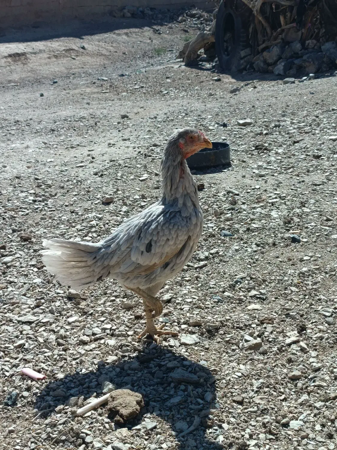 لاری|حیوانات مزرعه|سربیشه, |دیوار