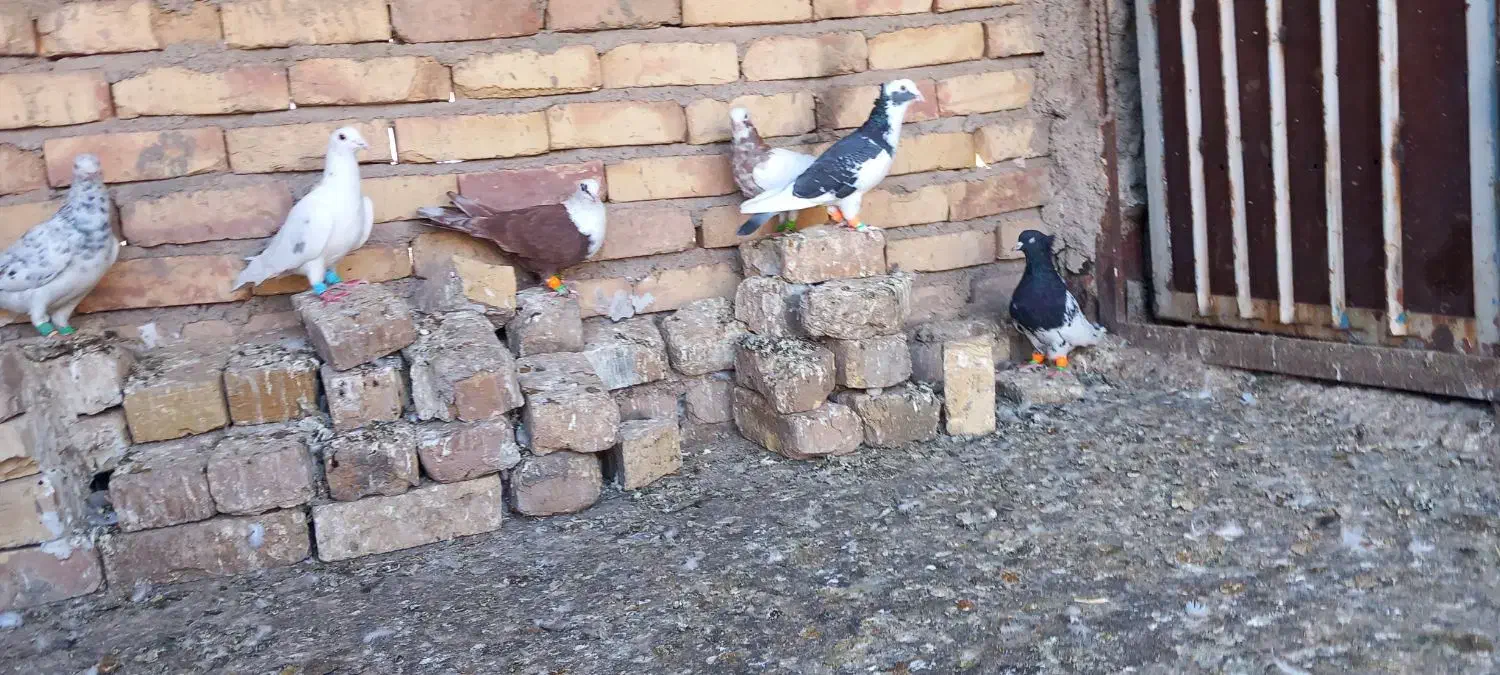 کبوتر رنگی|پرنده|تاکستان, |دیوار