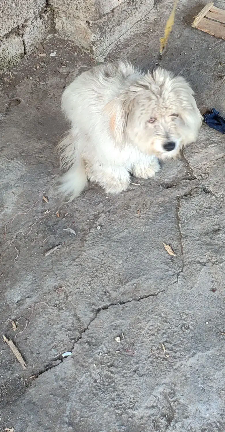 سگ زیبا|سگ|لاهیجان, قیام|دیوار