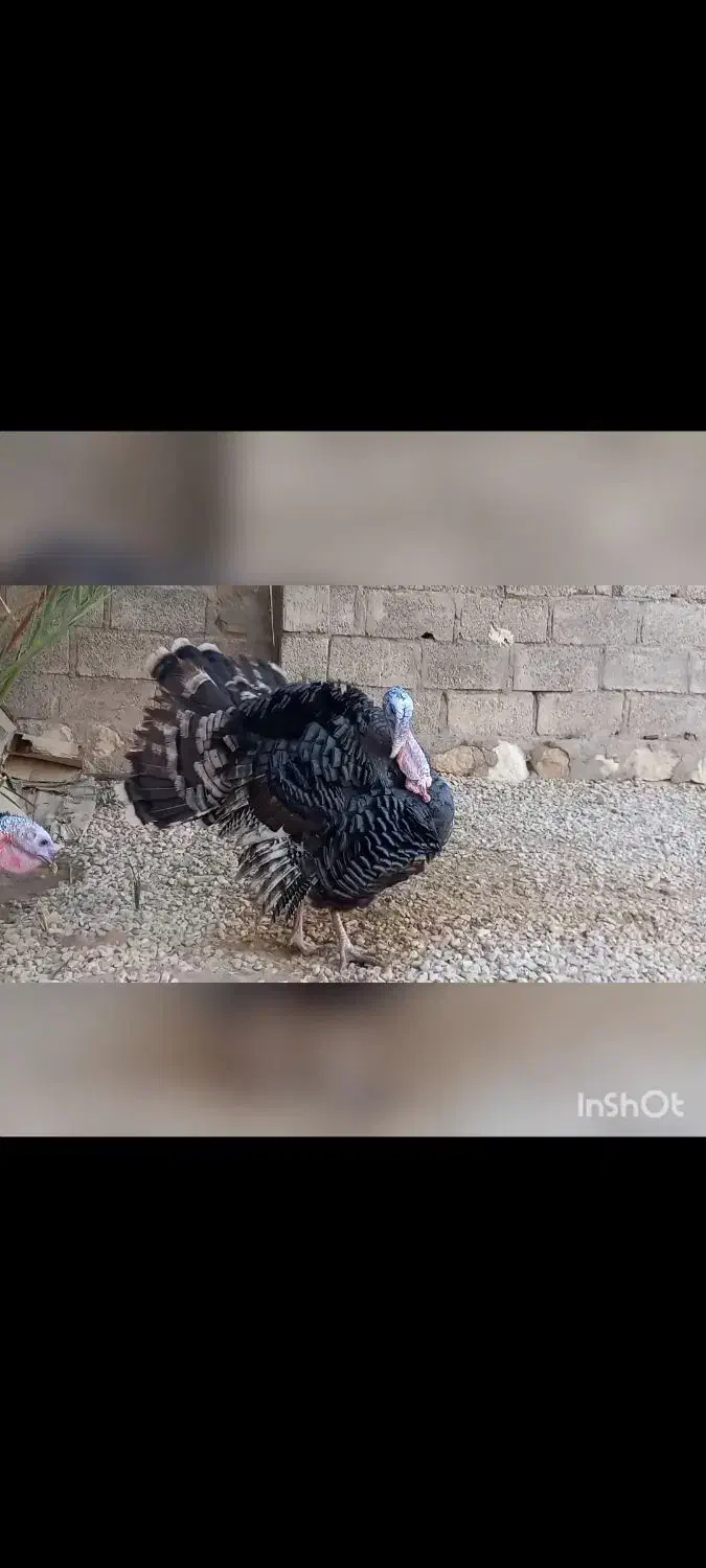 سه عدد بوقلمون نر|حیوانات مزرعه|جم, |دیوار