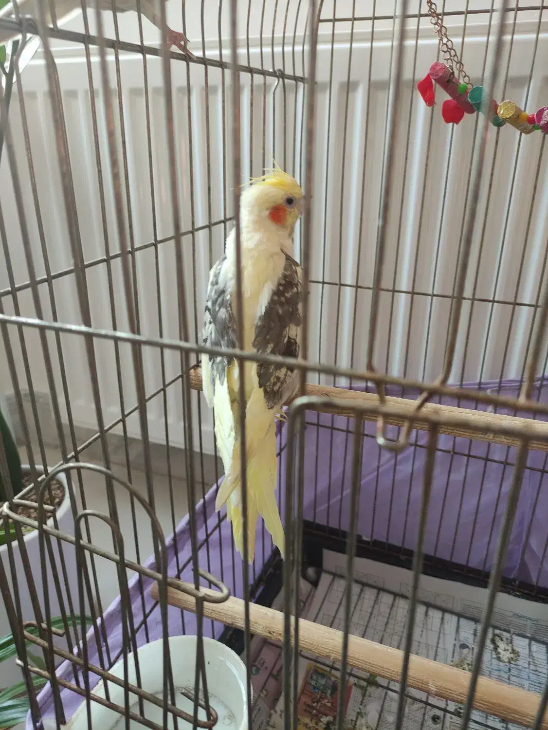 عروس هلندی لوتینو دوکت نر|پرنده|مشگین شهر, |دیوار