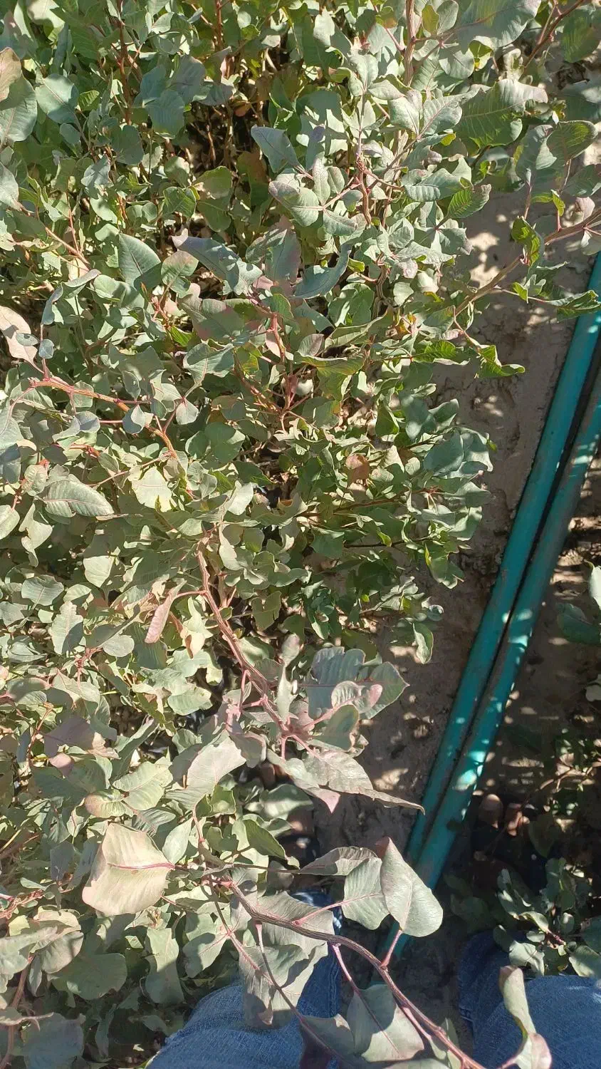 نهال پسته گلدانی|خدمات باغبانی و درختکاری|قم, زنبیل آباد|دیوار