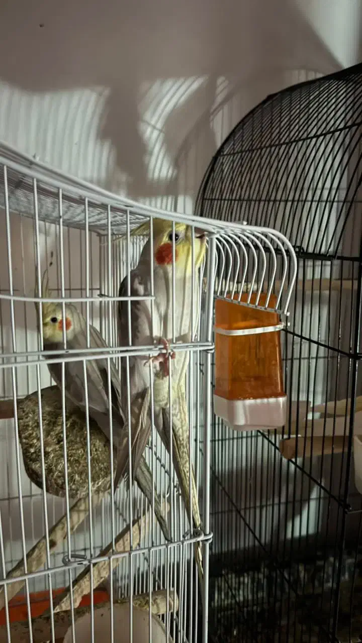 فروش عروس هلندی|پرنده|رامسر, |دیوار