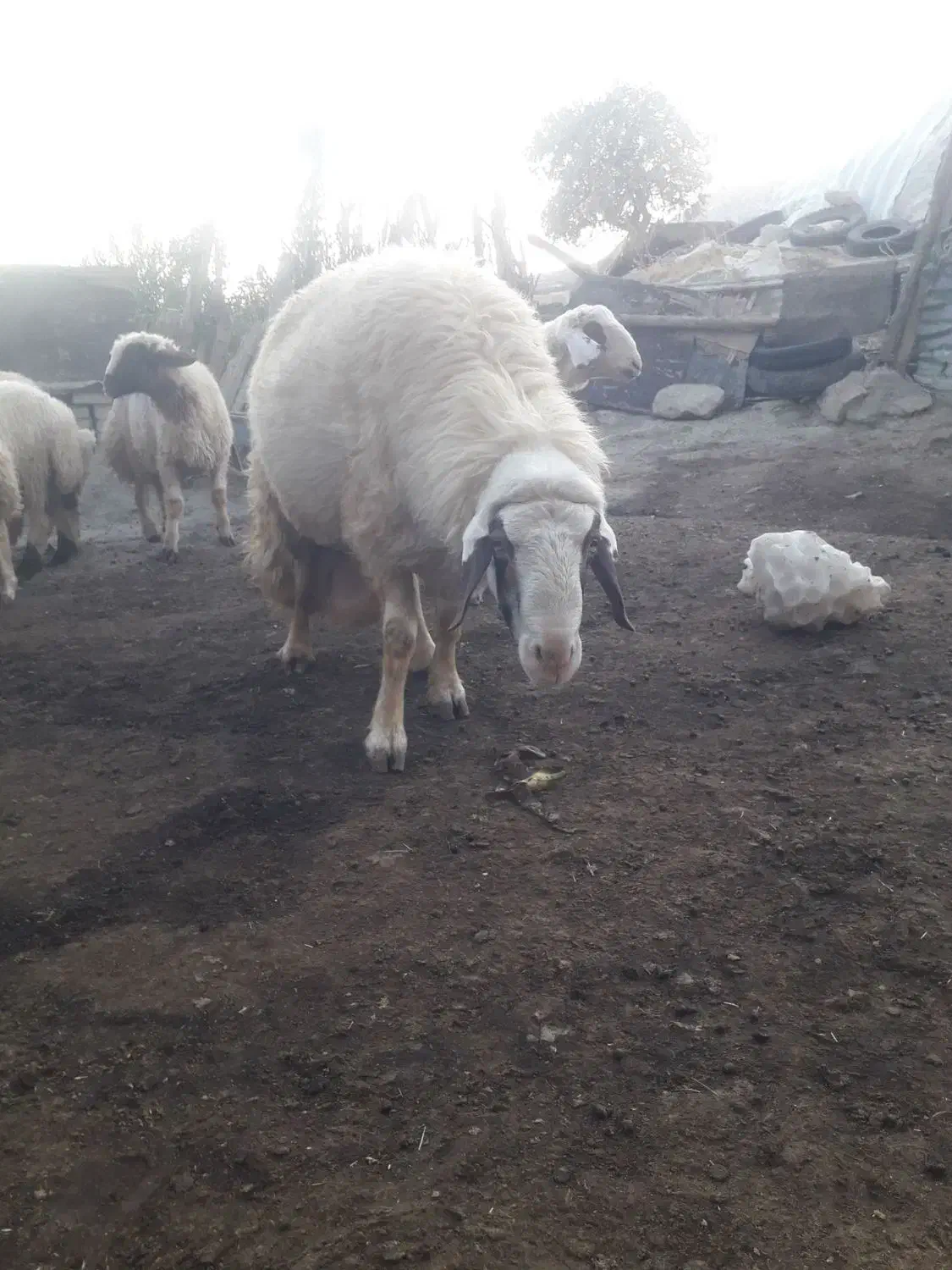 قوچ وبره|حیوانات مزرعه|کرمانشاه, |دیوار