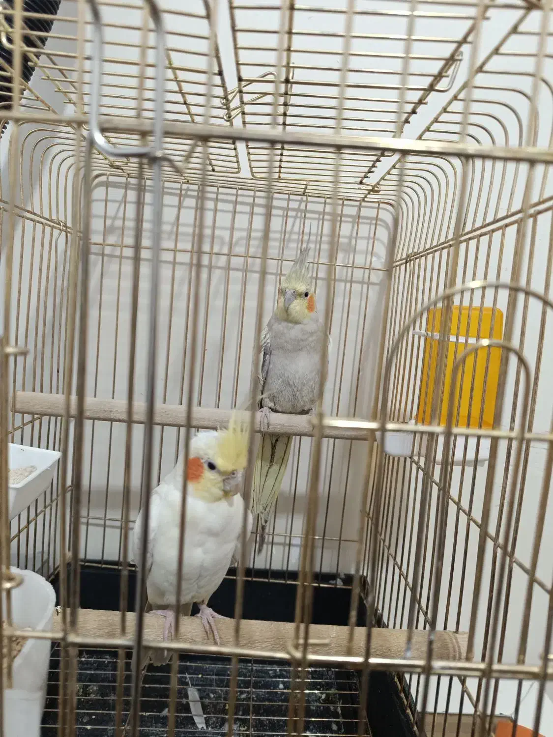 یه جفت عروس هلندی مولد سالم سرحال بهترین رنگ|پرنده|همدان, |دیوار