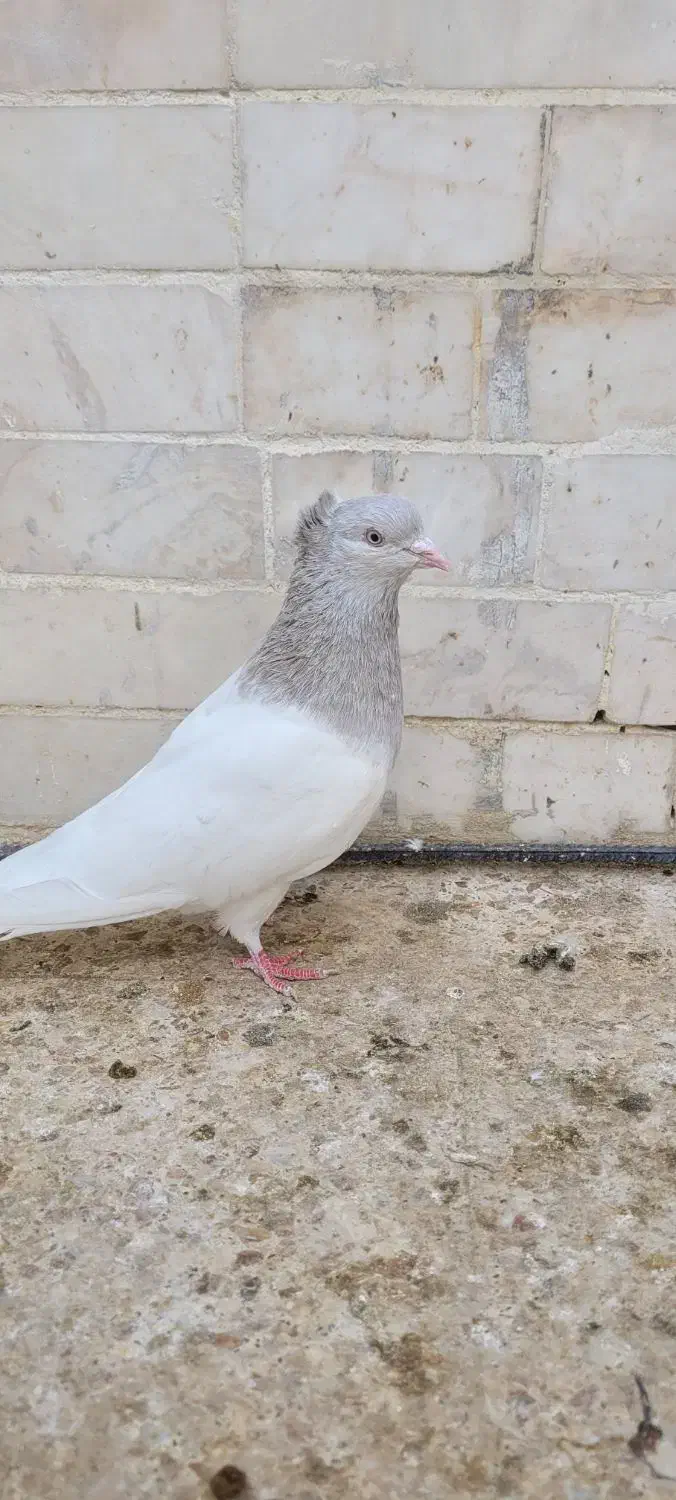 کله ای ماده|حیوانات|بم, |دیوار