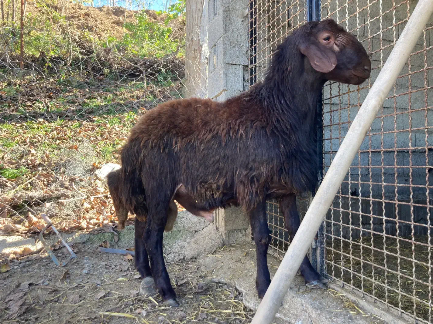 شیشک قوچ همو ( ژن  چند قلوزا )|حیوانات مزرعه|پایین هولار, |دیوار