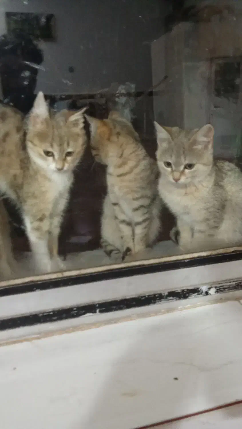 گربه|گربه|زنجان, |دیوار