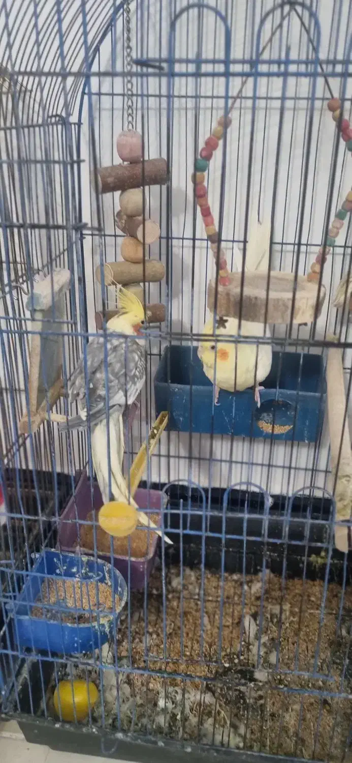 عروس هلندی|پرنده|کنگاور, |دیوار