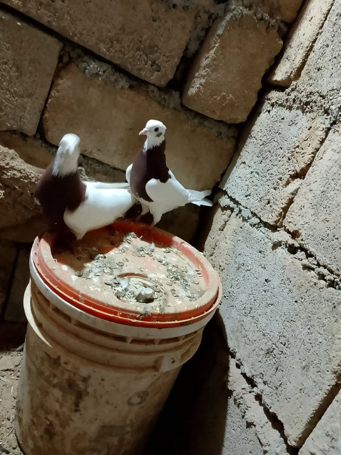 طوقی|پرنده|باروق, |دیوار