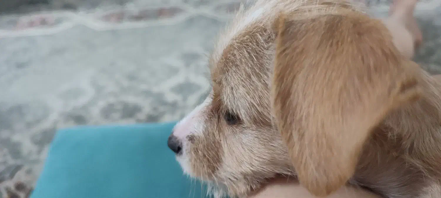 توله سگ اشپیتز تریر|سگ|رشت, خرسندی|دیوار