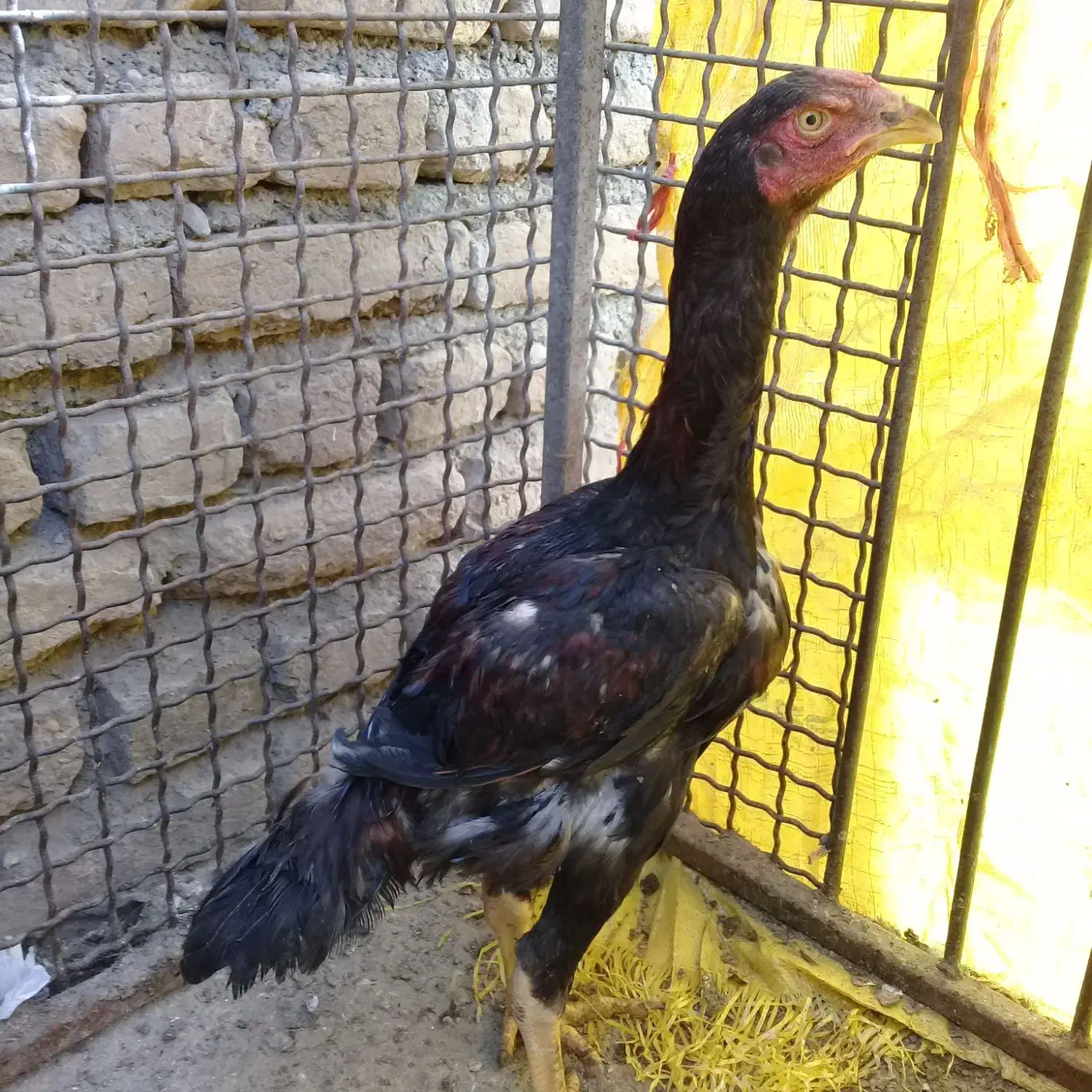 لاری|حیوانات مزرعه|چالدران, |دیوار