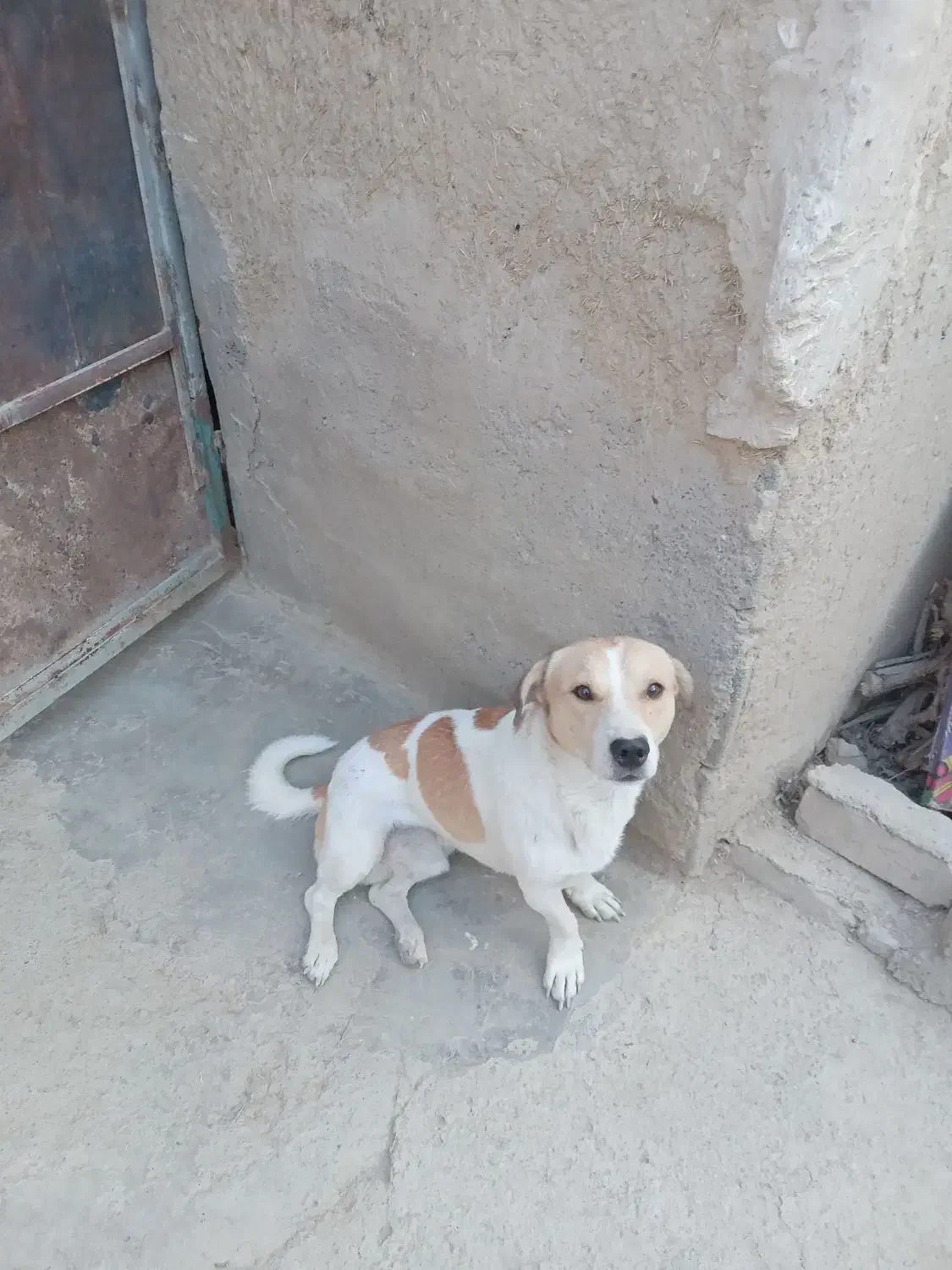 فروش سگ|سگ|گلپایگان, |دیوار