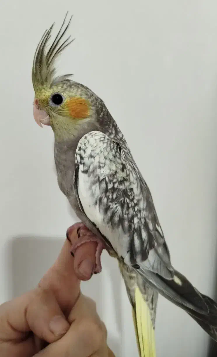 طوطی عروس هلندی|پرنده|دزفول, |دیوار